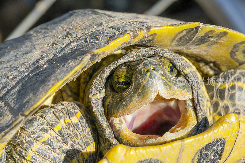 Pond slider - (Trachemys scripta)不是很开心…D;